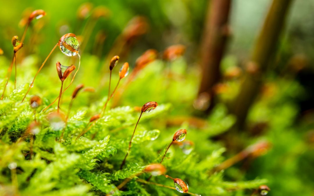 Naturaleza Identificación de superficies potenciales de bosque nativo para el incremento de secuestro de carbono