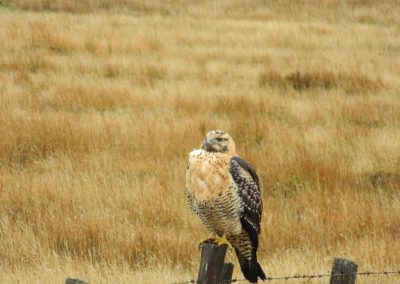 Buteo ventralis